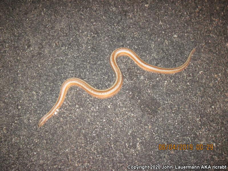 Desert Rosy Boa (Lichanura trivirgata gracia)