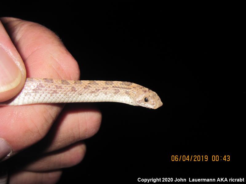 Spotted Leaf-nosed Snake (Phyllorhynchus decurtatus)