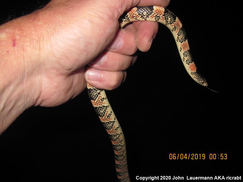 Western Long-nosed Snake (Rhinocheilus lecontei)