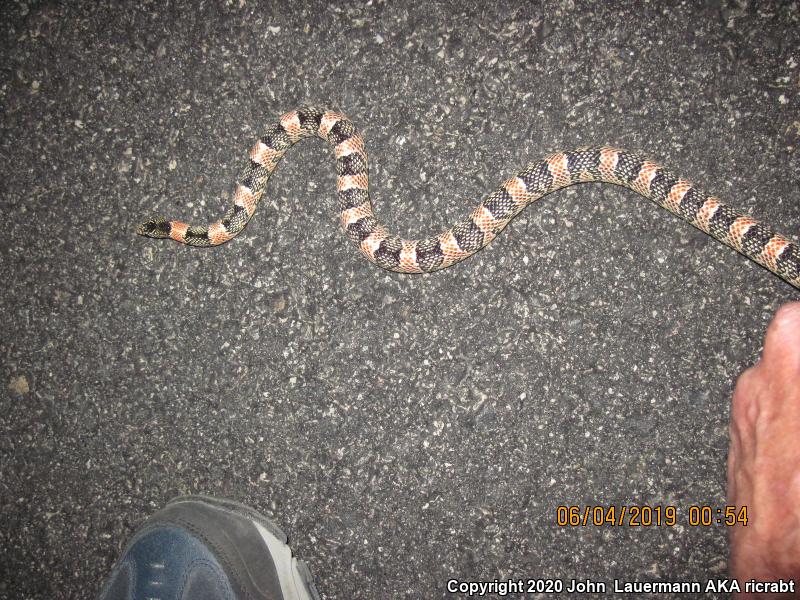 Western Long-nosed Snake (Rhinocheilus lecontei)