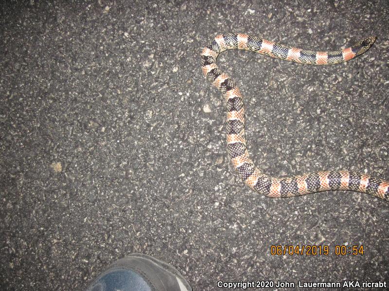 Western Long-nosed Snake (Rhinocheilus lecontei)