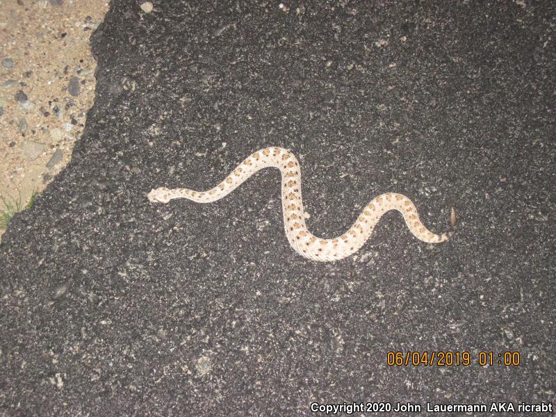 Mojave Desert Sidewinder (Crotalus cerastes cerastes)