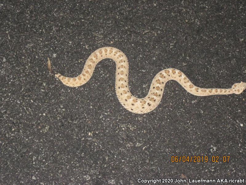 Mojave Desert Sidewinder (Crotalus cerastes cerastes)