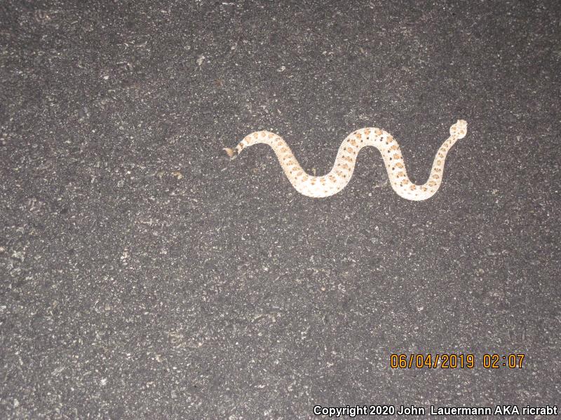 Mojave Desert Sidewinder (Crotalus cerastes cerastes)