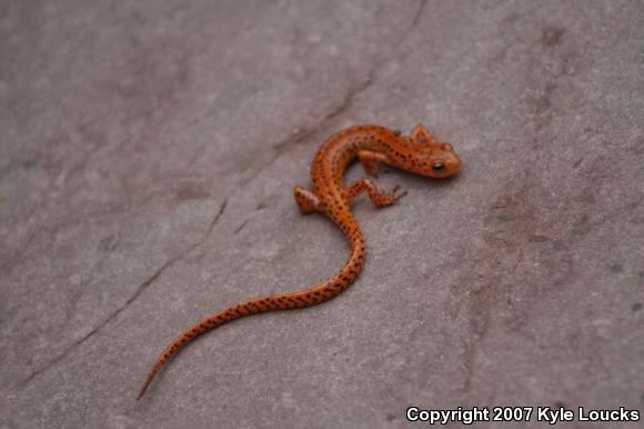 Long-tailed Salamander (Eurycea longicauda longicauda)