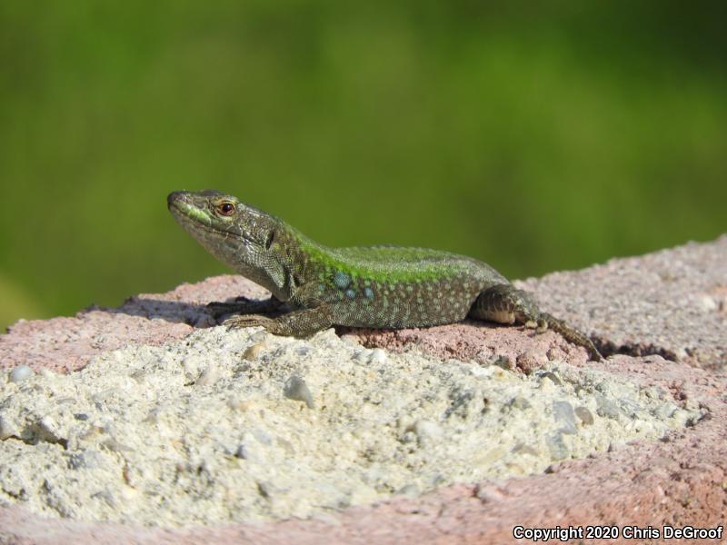 Italian Wall Lizard (Podarcis sicula)