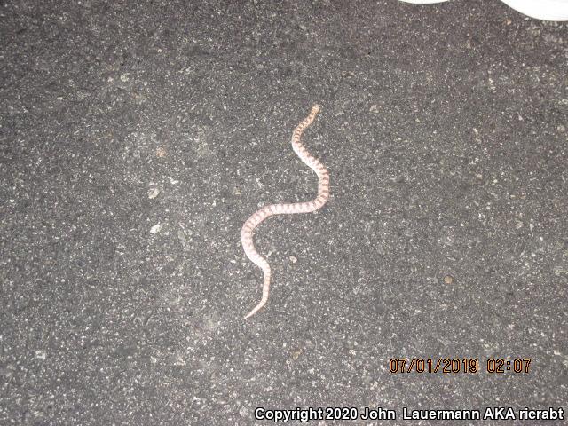 Spotted Leaf-nosed Snake (Phyllorhynchus decurtatus)