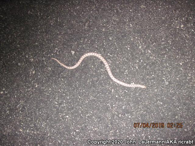 Spotted Leaf-nosed Snake (Phyllorhynchus decurtatus)