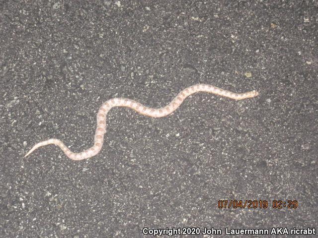 Spotted Leaf-nosed Snake (Phyllorhynchus decurtatus)