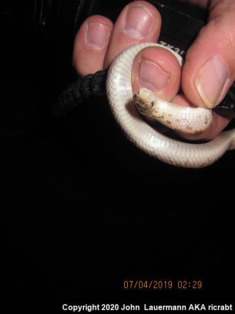 Spotted Leaf-nosed Snake (Phyllorhynchus decurtatus)