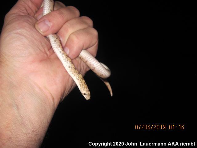 Spotted Leaf-nosed Snake (Phyllorhynchus decurtatus)