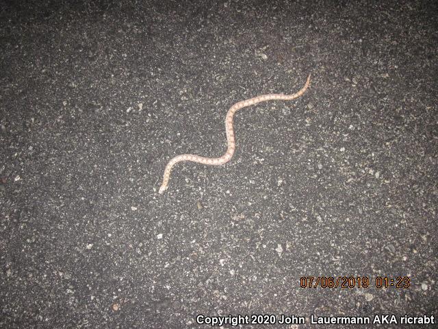 Spotted Leaf-nosed Snake (Phyllorhynchus decurtatus)