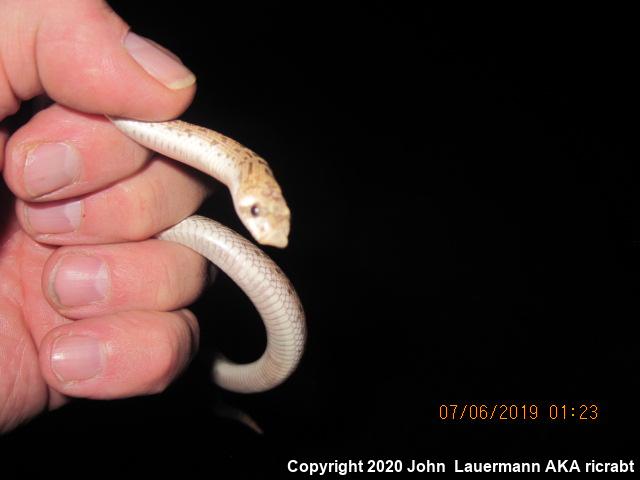 Spotted Leaf-nosed Snake (Phyllorhynchus decurtatus)