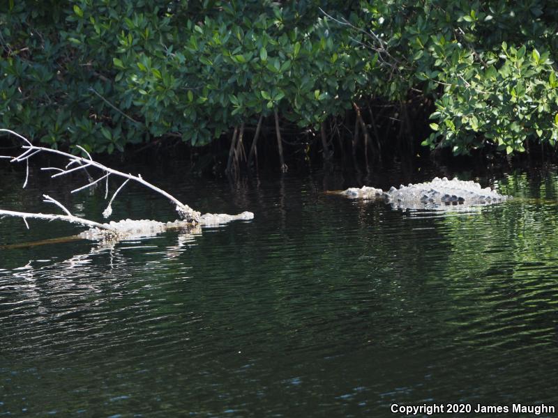 American Crocodile (Crocodylus acutus)