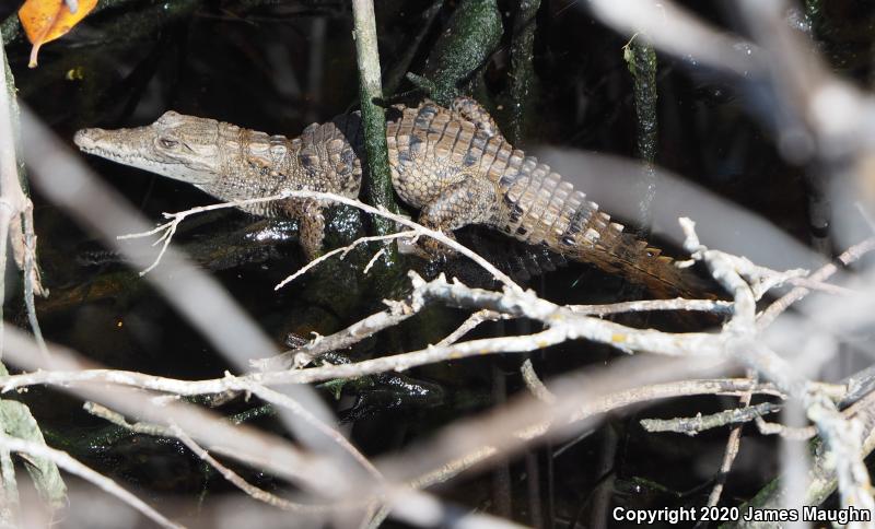 American Crocodile (Crocodylus acutus)