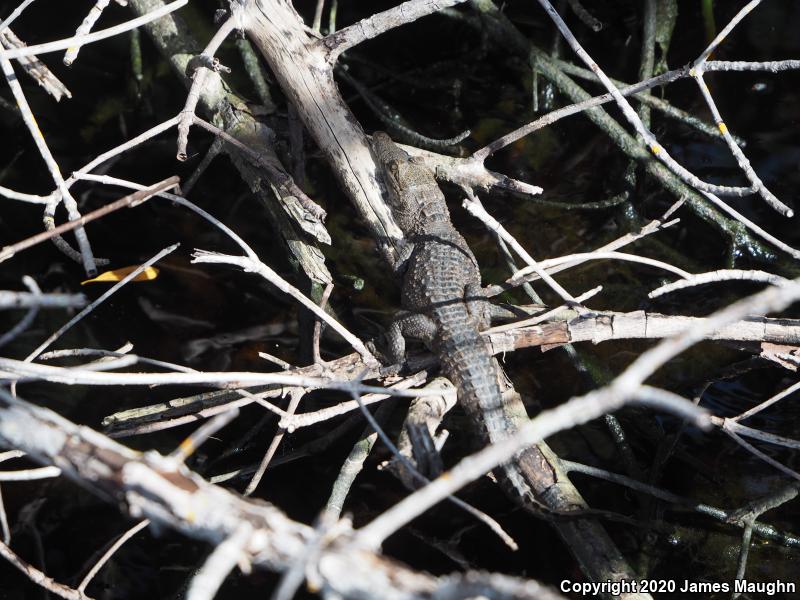 American Crocodile (Crocodylus acutus)