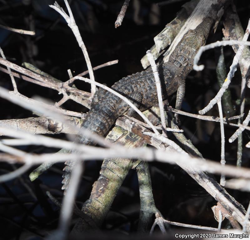 American Crocodile (Crocodylus acutus)