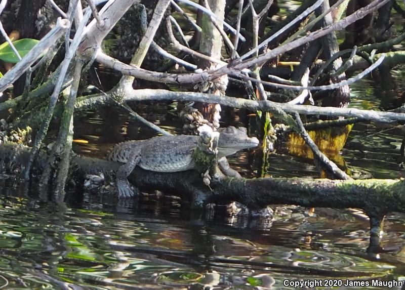 American Crocodile (Crocodylus acutus)