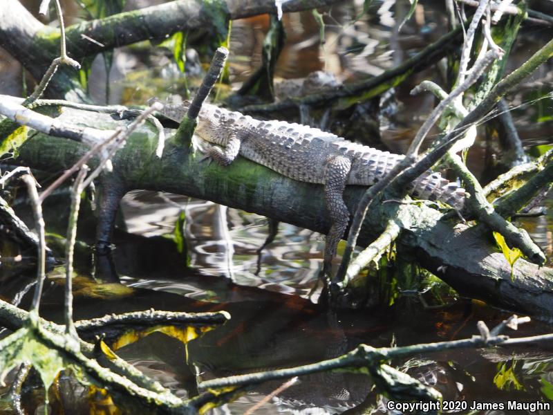 American Crocodile (Crocodylus acutus)