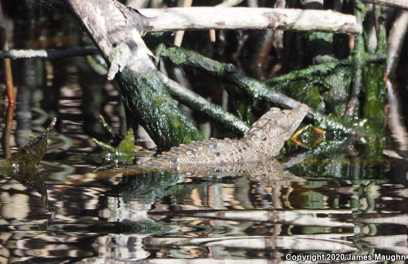 American Crocodile (Crocodylus acutus)