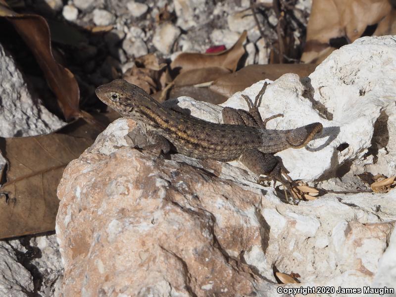 Northern Curly-tailed Lizard (Leiocephalus carinatus)