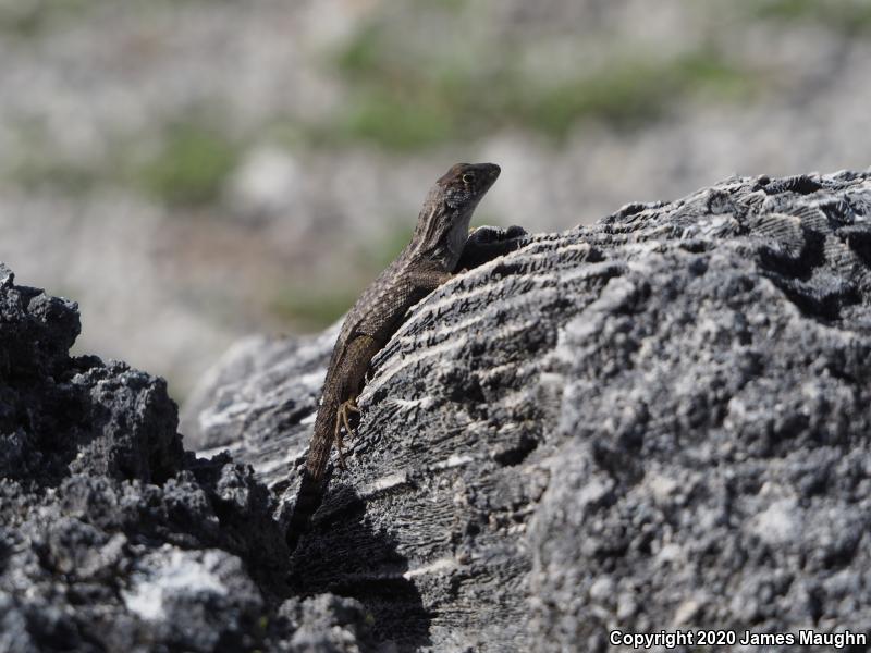 Northern Curly-tailed Lizard (Leiocephalus carinatus)