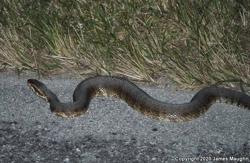 Florida Cottonmouth (Agkistrodon piscivorus conanti)