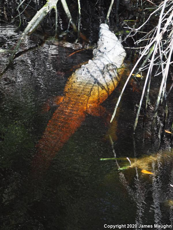 American Crocodile (Crocodylus acutus)