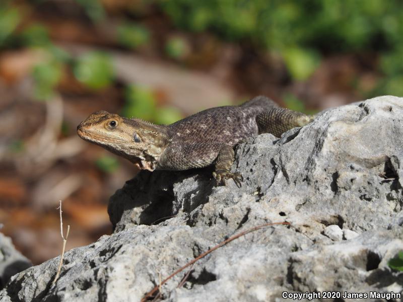 African Rainbow Lizard (Agama agama)