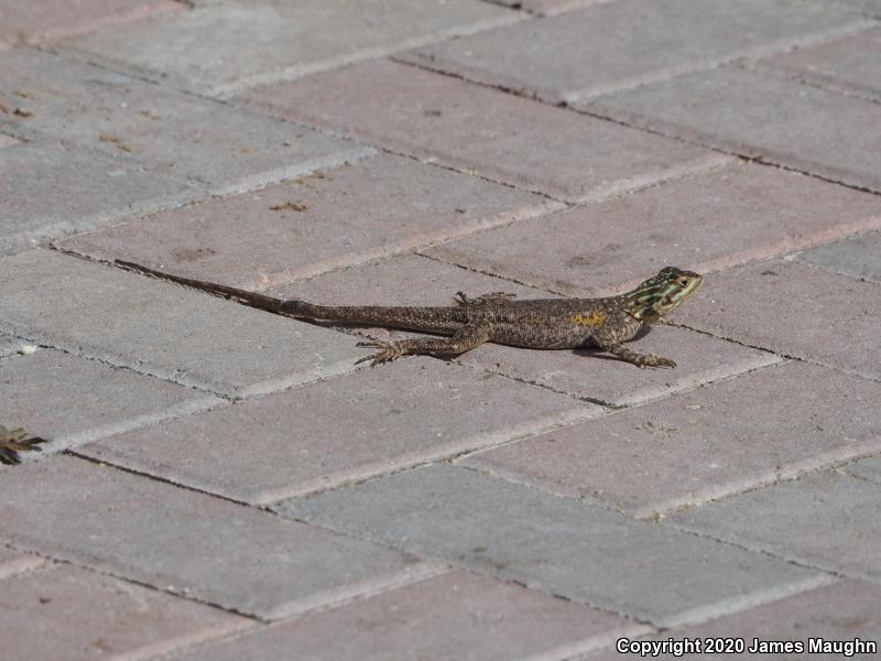 African Rainbow Lizard (Agama agama)