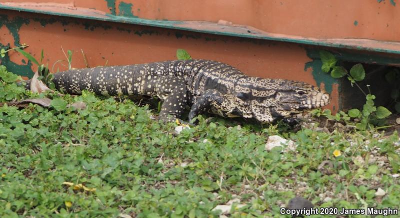 Argentine Giant Tegu (Tupinambis merianae)