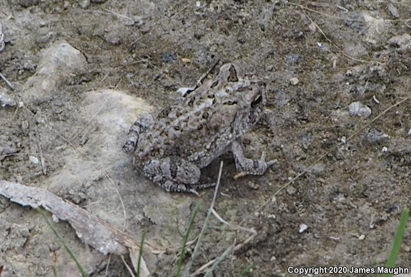 Southern Toad (Anaxyrus terrestris)