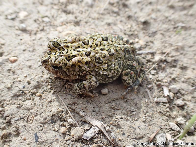 Southern Toad (Anaxyrus terrestris)