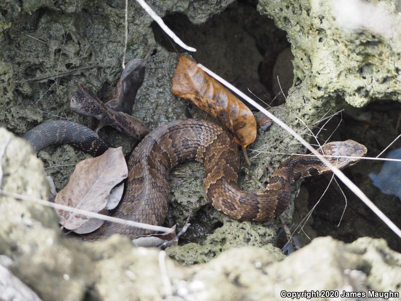 Florida Cottonmouth (Agkistrodon piscivorus conanti)