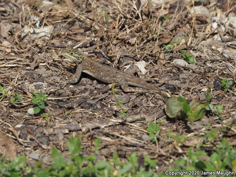 African Rainbow Lizard (Agama agama)