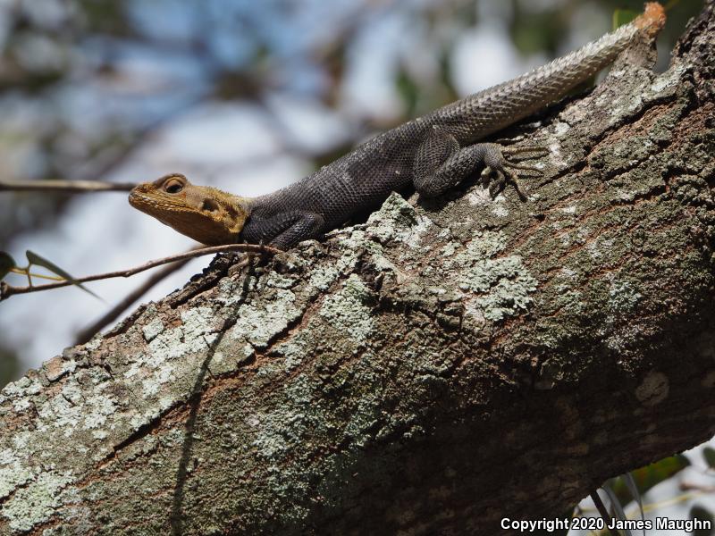 African Rainbow Lizard (Agama agama)