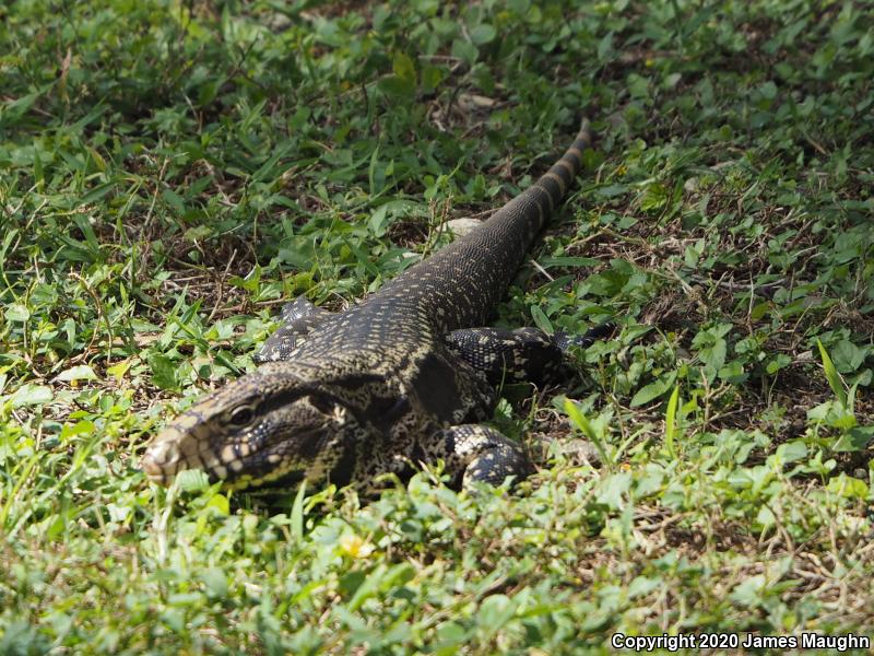 Argentine Giant Tegu (Tupinambis merianae)