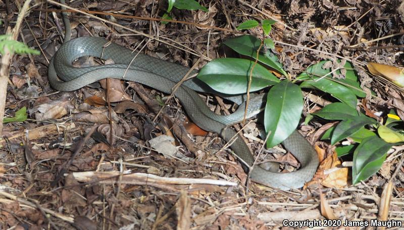 Everglades Racer (Coluber constrictor paludicola)