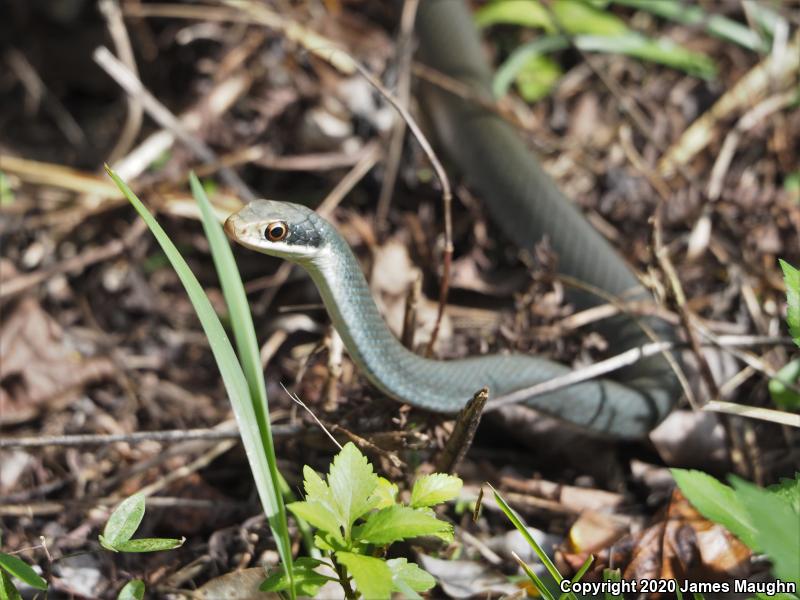 Everglades Racer (Coluber constrictor paludicola)