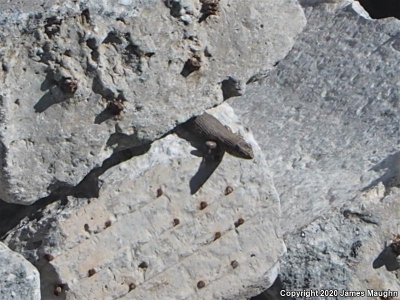 Northern Curly-tailed Lizard (Leiocephalus carinatus)