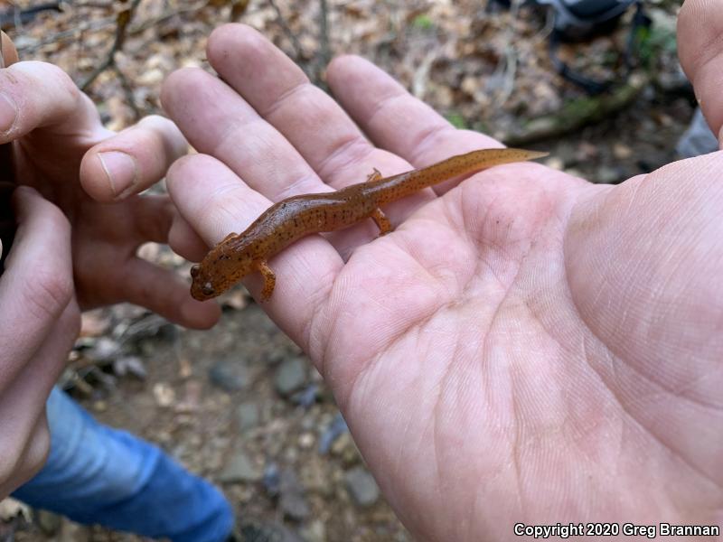 Kentucky Spring Salamander (Gyrinophilus porphyriticus duryi)