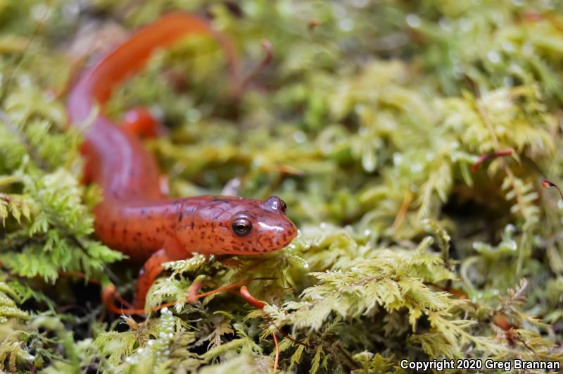 Kentucky Spring Salamander (Gyrinophilus porphyriticus duryi)