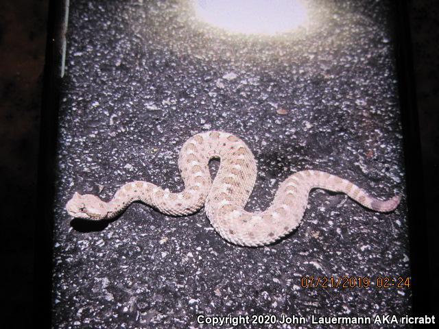 Colorado Desert Sidewinder (Crotalus cerastes laterorepens)