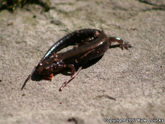 Allegheny Mountain Dusky Salamander (Desmognathus ochrophaeus)