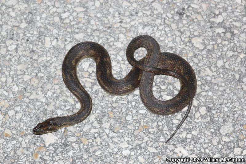 Mangrove Saltmarsh Snake (Nerodia clarkii compressicauda)