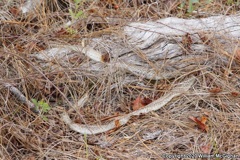 Eastern Coachwhip (Coluber flagellum flagellum)