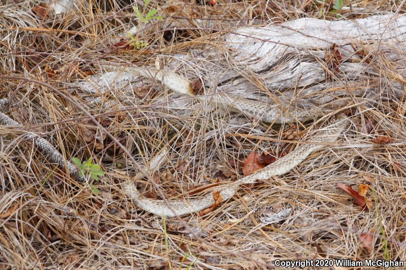 Eastern Coachwhip (Coluber flagellum flagellum)