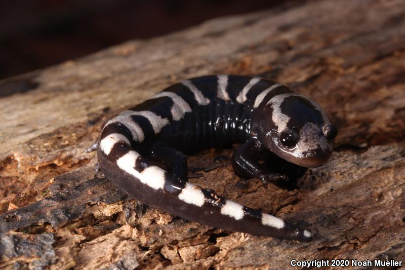 Marbled Salamander (Ambystoma opacum)