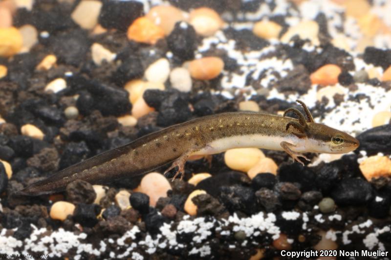 Striped Newt (Notophthalmus perstriatus)