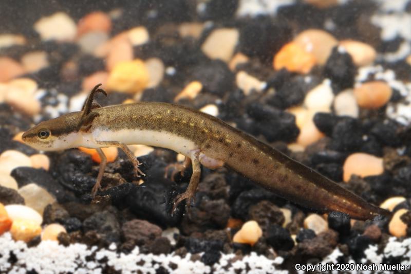 Striped Newt (Notophthalmus perstriatus)